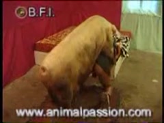 BFI - Man fucked by boar