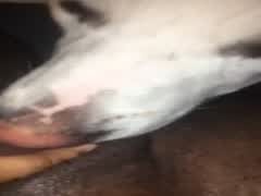 Dog lick inside of pussy