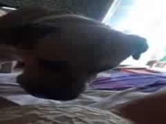 Daughter play with family dog on cam