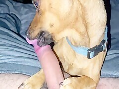Dog Sucking On Some Cock