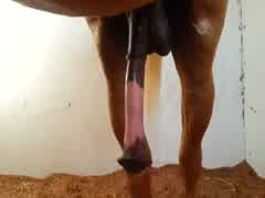 HUGE HORSE COCK NEED SOME LOVE