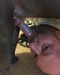 Sucking dog cock