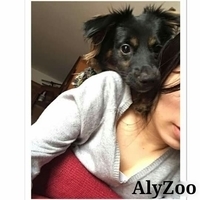 alyzoo's Avatar