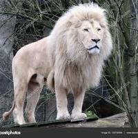 simba_bingwa77's Avatar