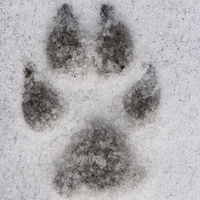 k13's Avatar
