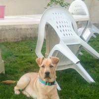 dog26's Avatar