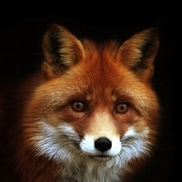 daddyfox's Avatar