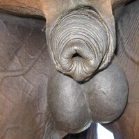 hengstmitstute's Avatar