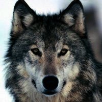 hairylover26's Avatar