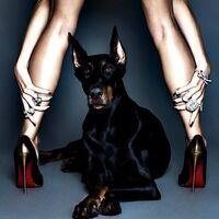 dawgking's Avatar