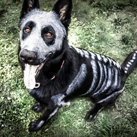 acriro's Avatar