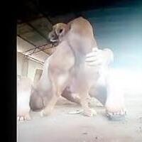eivanlovedog's Avatar