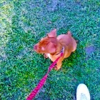 thedogandme717's Avatar