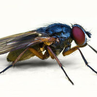 nlfly's Avatar