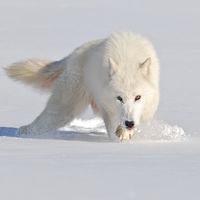 polarwolf's Avatar