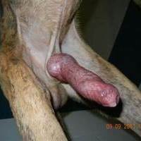 poetadelosmasbellosojos's Avatar