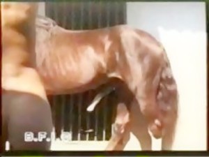 Animal To Ledis Sex - Transexual Animal Horse sex - Bestialitysextaboo - Animal Bestiality