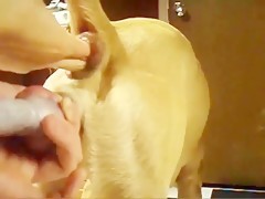 Dog Boy Sex - Gay fucking hard for the anus to his pet - Bestialitysextaboo ...