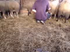belgian boy fingering sheep