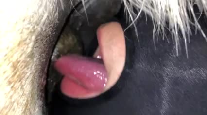 Guy goes All-in on Male horse dirty butthole ...