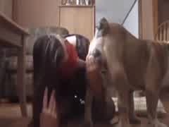 Fucking and Sucking a bulldog