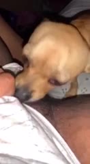 Ebony Dog Eat Pussy