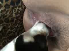 Good boy eats pussy