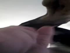 Blow my dog and jerk him off