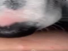 Dog licks teen pussy