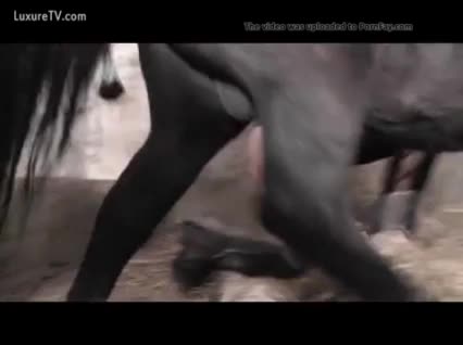 Active horse sex