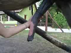 Hot scandinavian Ella playing with stallion