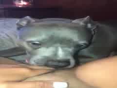 Dog lick webcam 2 - Bestialitysextaboo - Animal Bestiality