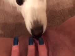 Hairbrush Fucking And Letting Dog Lick Pussy