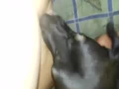 Dog sucking latina