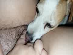My dog floats his balls in my pussy