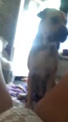 Fucking Family Pet