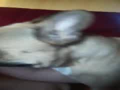 Dog lick my hard nipples / Hund leckt meine nippel