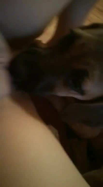 Muschi meine hund leckt Warum lecken