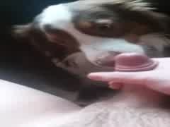 Dogs first time being face-to-face with a cumshot