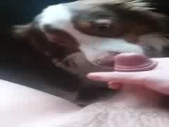 Dog Pissing Porn - Dog pissing on her face - Bestialitysextaboo - Animal Bestiality