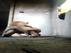 dog e passivopranegros