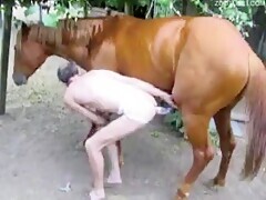 Horse Fucks Man