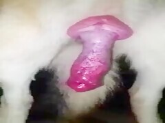 My dog with a totally hard cock