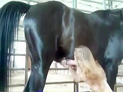Slave amateur Horse