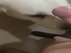 Dog licking dick after fuck session with wife