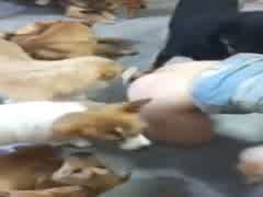 asian wife order dogs fuck her one by one