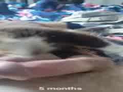LE CHIOT AIME LE SPERME