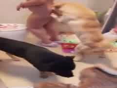 Chinese slut wife dog gangbang in bathroom