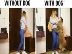 Without dog & with dog