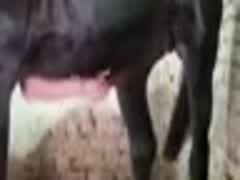 Tlgm_kinky004, knotted by horse